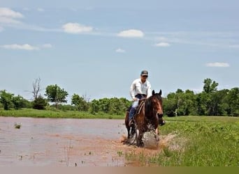 Trekpaard, Merrie, 5 Jaar, 150 cm, Roodbruin