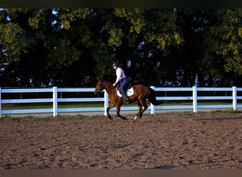 Trekpaard, Merrie, 5 Jaar, 150 cm, Roodbruin
