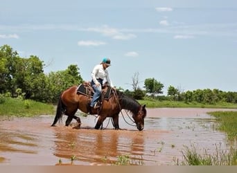Trekpaard, Merrie, 5 Jaar, 150 cm, Roodbruin