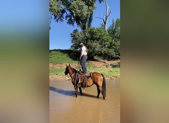 Trekpaard, Merrie, 5 Jaar, 150 cm, Roodbruin