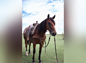 Trekpaard, Merrie, 5 Jaar, 150 cm, Roodbruin