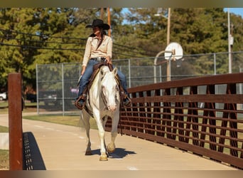 Trekpaard Mix, Merrie, 5 Jaar, 150 cm, Wit