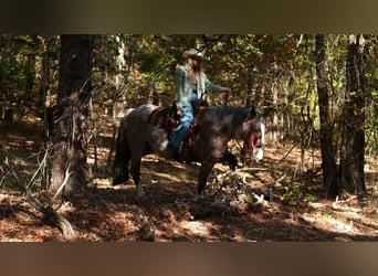 Trekpaard Mix, Merrie, 5 Jaar, 152 cm, Roan-Bay