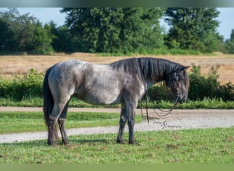 Trekpaard Mix, Merrie, 5 Jaar, 155 cm, Roan-Blue