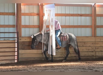 Trekpaard Mix, Merrie, 5 Jaar, 155 cm, Roan-Blue