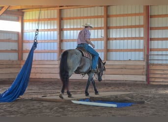 Trekpaard Mix, Merrie, 5 Jaar, 155 cm, Roan-Blue