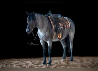 Trekpaard Mix, Merrie, 5 Jaar, 155 cm, Roan-Blue