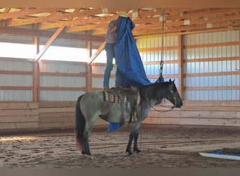 Trekpaard Mix, Merrie, 5 Jaar, 155 cm, Roan-Blue