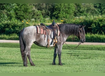 Trekpaard Mix, Merrie, 5 Jaar, 155 cm, Roan-Blue