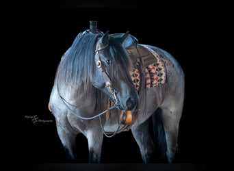 Trekpaard Mix, Merrie, 5 Jaar, 155 cm, Roan-Blue
