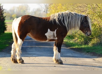 Trekpaard, Merrie, 5 Jaar, 162 cm, Gevlekt-paard