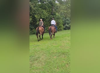 Trekpaard, Merrie, 5 Jaar, 163 cm, Donkere-vos