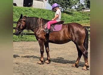 Trekpaard, Merrie, 5 Jaar, 163 cm, Donkere-vos
