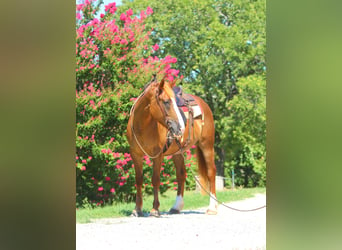 Trekpaard Mix, Merrie, 5 Jaar, 163 cm, Roodvos