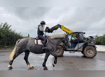 Trekpaard, Merrie, 5 Jaar, 168 cm, Schimmel