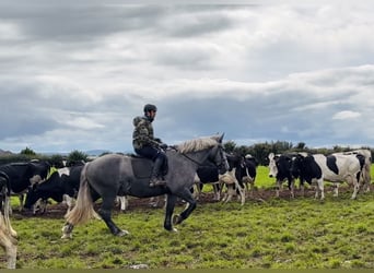 Trekpaard, Merrie, 5 Jaar, 168 cm, Schimmel