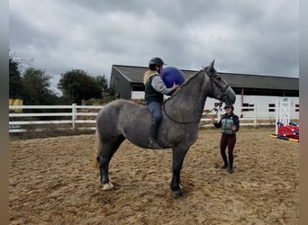 Trekpaard, Merrie, 5 Jaar, 168 cm, Schimmel