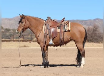 Trekpaard Mix, Merrie, 5 Jaar, Buckskin