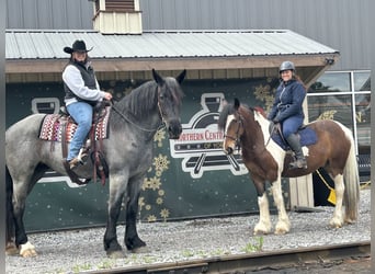 Trekpaard Mix, Merrie, 5 Jaar, Roan-Blue