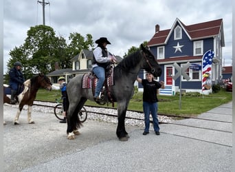 Trekpaard Mix, Merrie, 5 Jaar, Roan-Blue