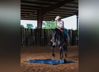 Trekpaard Mix, Merrie, 5 Jaar, Roan-Blue