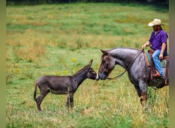 Trekpaard Mix, Merrie, 5 Jaar, Roan-Red