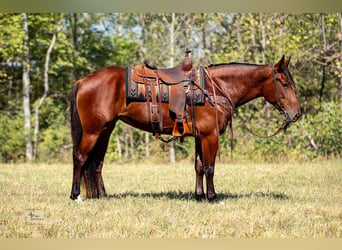 Trekpaard Mix, Merrie, 5 Jaar, Roodbruin