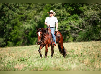 Trekpaard Mix, Merrie, 5 Jaar, Roodbruin