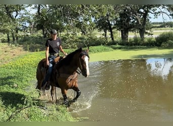 Trekpaard, Merrie, 6 Jaar, 157 cm, Roodbruin