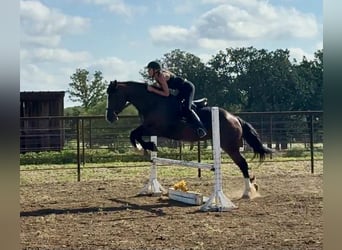 Trekpaard, Merrie, 6 Jaar, 157 cm, Roodbruin