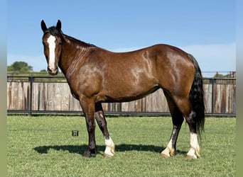Trekpaard, Merrie, 6 Jaar, 157 cm, Roodbruin