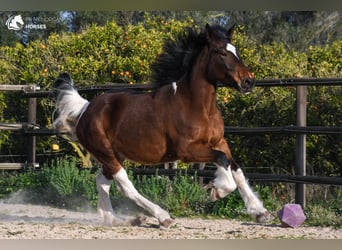 Trekpaard Mix, Merrie, 6 Jaar, 158 cm, Gevlekt-paard