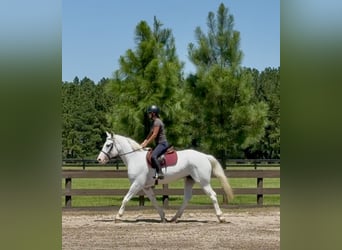 Trekpaard Mix, Merrie, 6 Jaar, 163 cm, Schimmel
