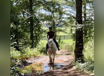 Trekpaard Mix, Merrie, 6 Jaar, 163 cm, Schimmel