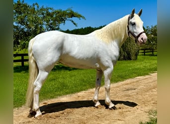 Trekpaard Mix, Merrie, 6 Jaar, 163 cm, Schimmel