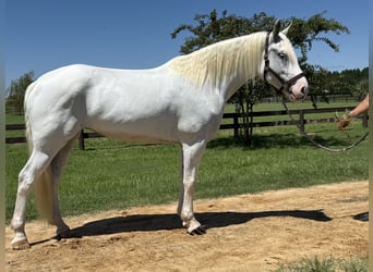 Trekpaard Mix, Merrie, 6 Jaar, 163 cm, Schimmel