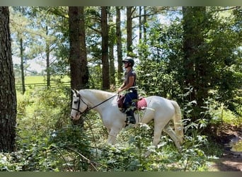 Trekpaard Mix, Merrie, 6 Jaar, 163 cm, Schimmel