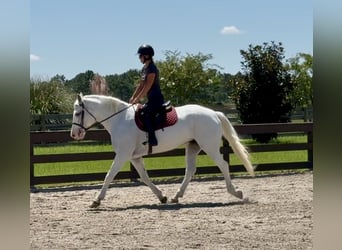 Trekpaard Mix, Merrie, 6 Jaar, 163 cm, Schimmel