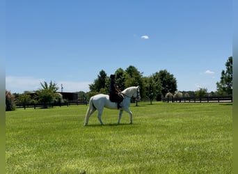 Trekpaard Mix, Merrie, 6 Jaar, 163 cm, Schimmel