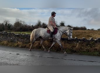 Trekpaard, Merrie, 6 Jaar, 165 cm, Appelschimmel
