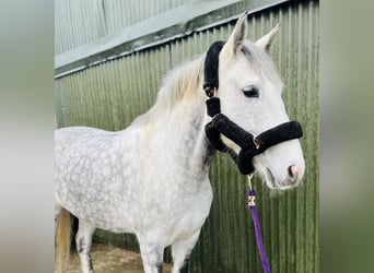 Trekpaard, Merrie, 6 Jaar, 165 cm, Appelschimmel
