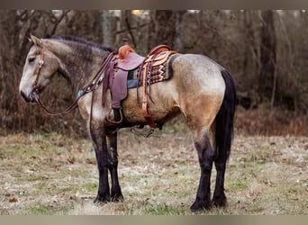 Trekpaard, Merrie, 6 Jaar, 168 cm, Buckskin