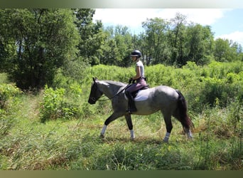 Trekpaard, Merrie, 6 Jaar, 168 cm, Roan-Blue