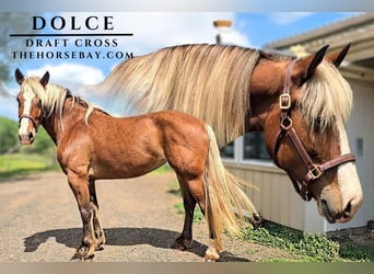 Trekpaard Mix, Merrie, 6 Jaar, Roodbruin