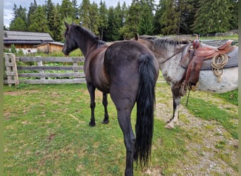 Trekpaard Mix, Merrie, 7 Jaar, 148 cm, Zwart
