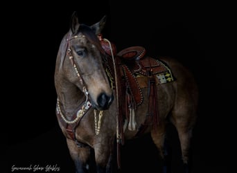 Trekpaard Mix, Merrie, 7 Jaar, 160 cm, Buckskin