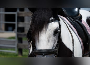 Trekpaard Mix, Merrie, 7 Jaar, Gevlekt-paard
