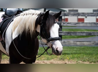 Trekpaard Mix, Merrie, 7 Jaar, Gevlekt-paard