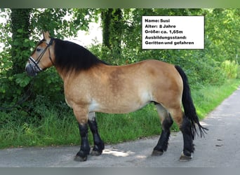 Trekpaard Mix, Merrie, 7 Jaar