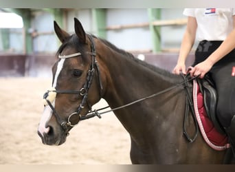 Arbeitspferd Mix, Stute, 7 Jahre